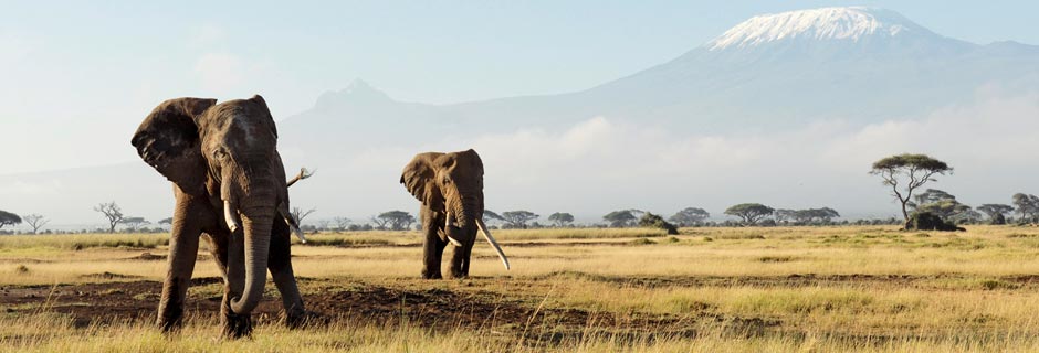 Safari holidays